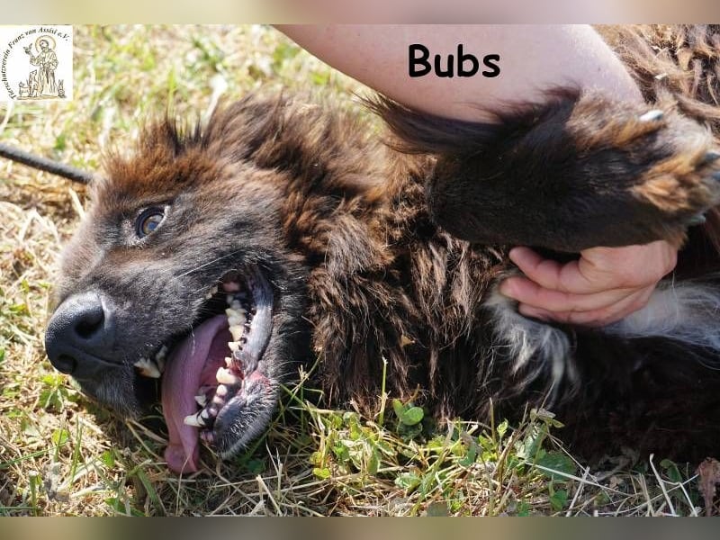 Bubs – Zu zweit ist man nicht mehr allein