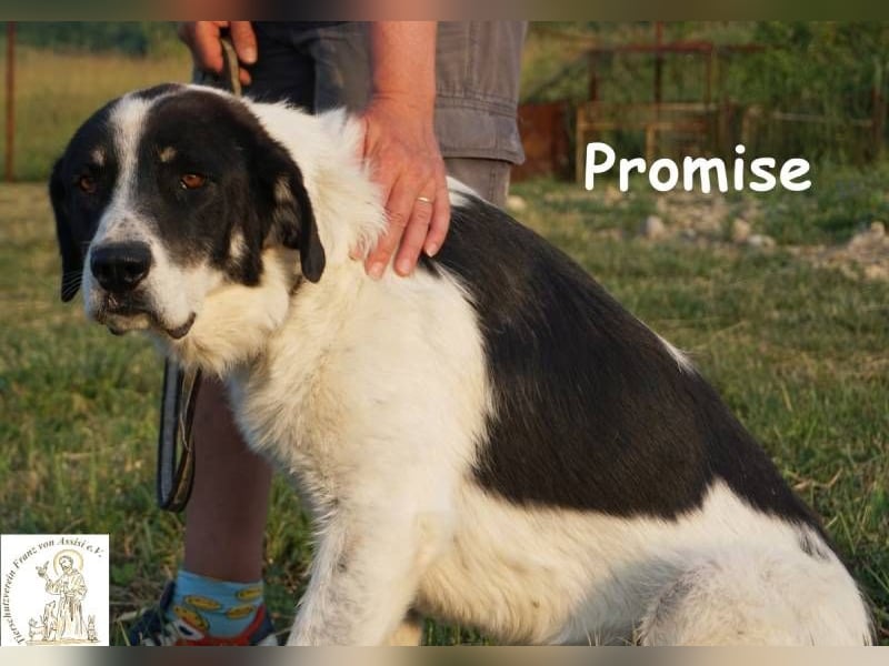 Promise – großes Mädchen mit viel Charme!