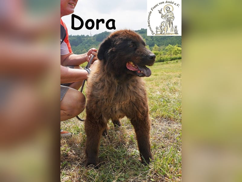 Dora – Eine Hündin fürs Leben!