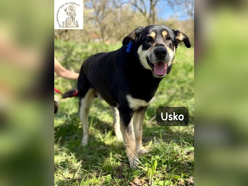 Usko – der, der lernen möchte, wie Leben wirklich geht!