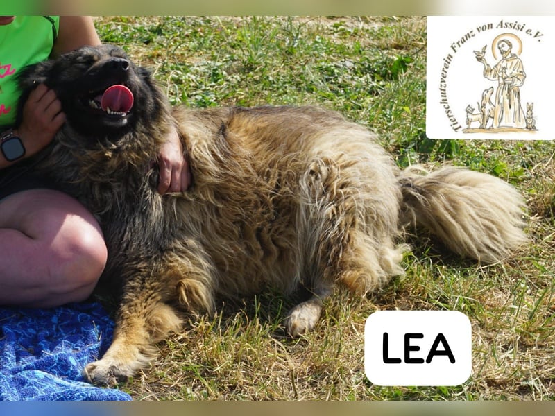 Lea – Ein Blick in ihr Gesicht – und du bist für immer verloren!