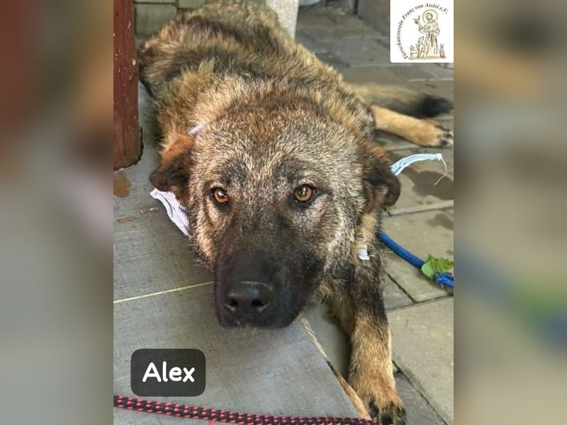 Alex – jetzt ist das Leben dran!