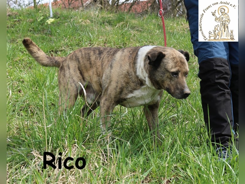 Rico alias der „Familienhund“