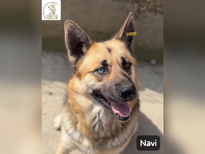 Navi – stark, sensibel, besonders – sucht ihr Gegenstück!