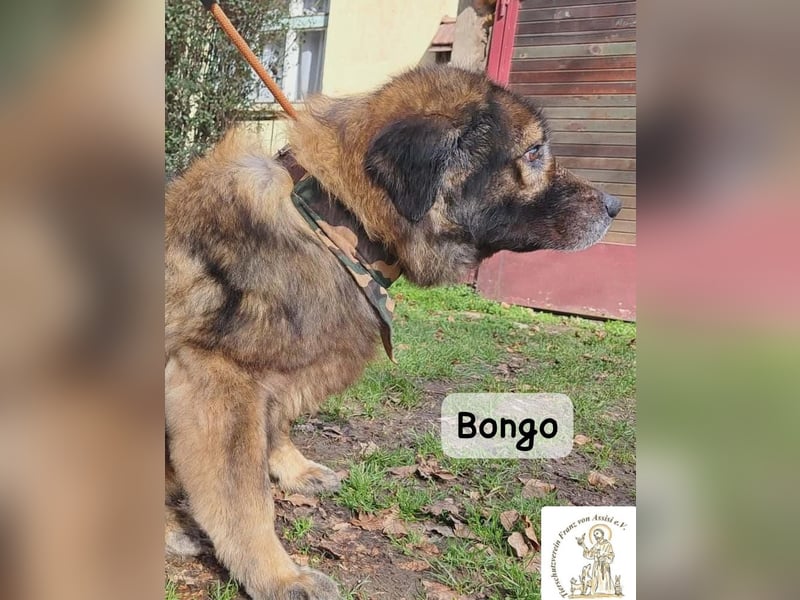 Bongo – der beste Mitbewohner für ruhige Sonnenstunden!