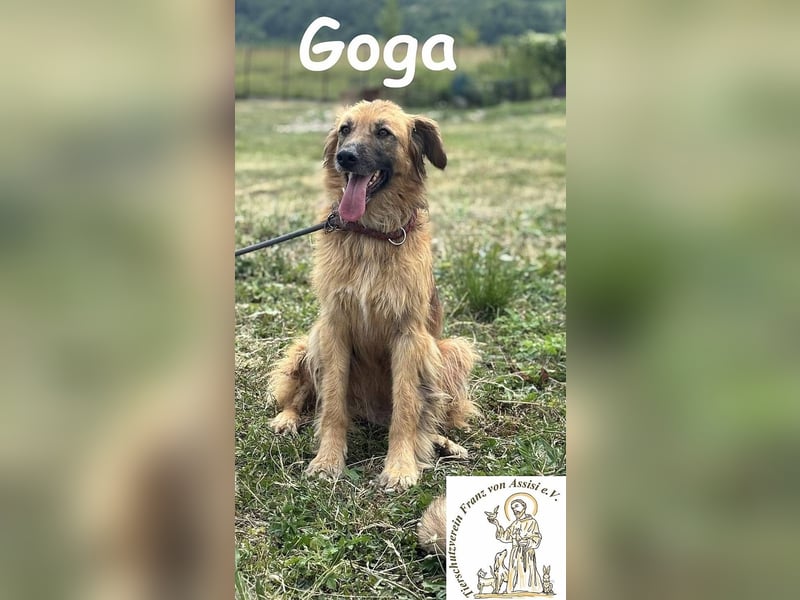 Goga – Außergewöhnliche Schönheit und Eleganz!