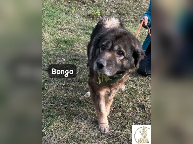 Bongo – der beste Mitbewohner für ruhige Sonnenstunden!