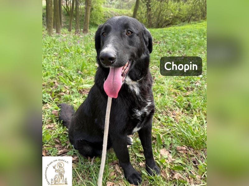 Chopin – ein sanfter Riese mit großem Herzen!