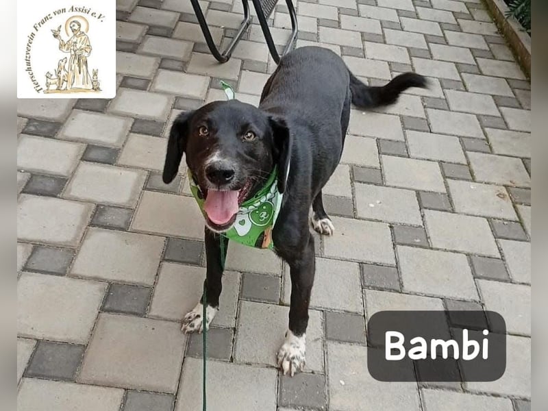 Bambi – Mehr braucht es nicht!