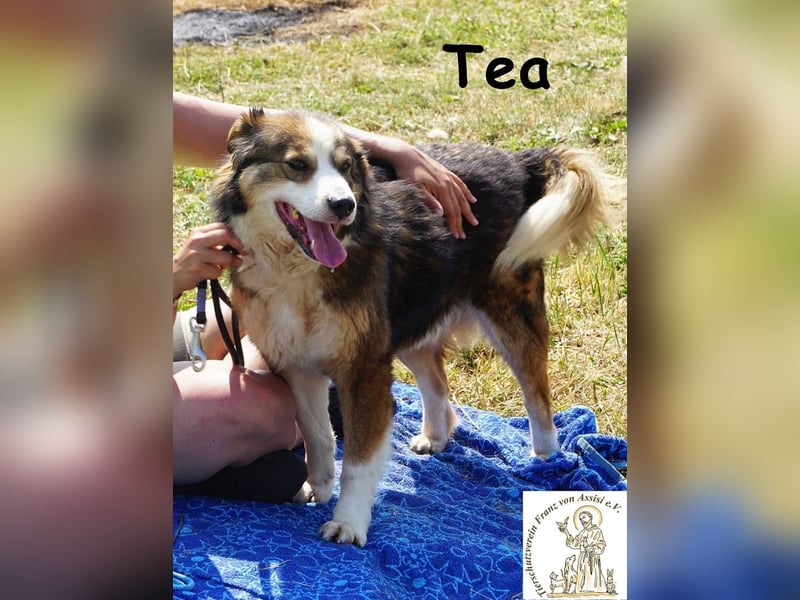 Tea – ein Schnüffelprofi der gerne die Welt erkundet