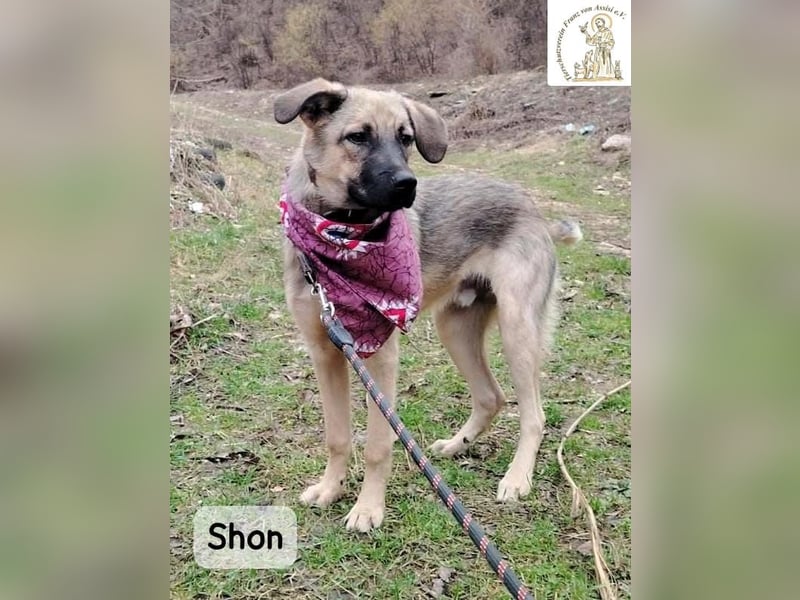 Shon – kleine Pfoten, große Augen und ein Plan, die Welt zu erobern!