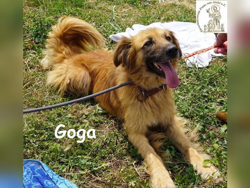 Goga – Außergewöhnliche Schönheit und Eleganz!