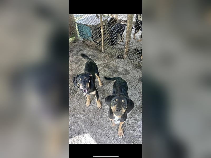 9 Welpen - Klon-Wurf