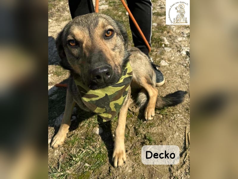 Decko – auf der Suche nach seinem Platz im Leben!