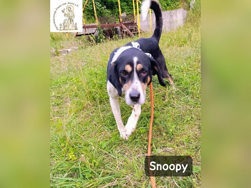 Snoopy – Charme trifft Persönlichkeit!