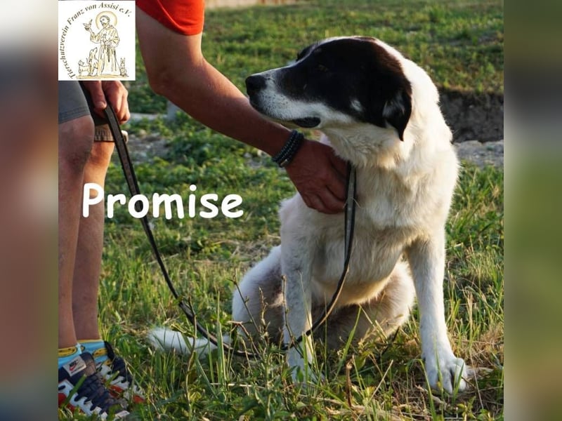Promise – großes Mädchen mit viel Charme!