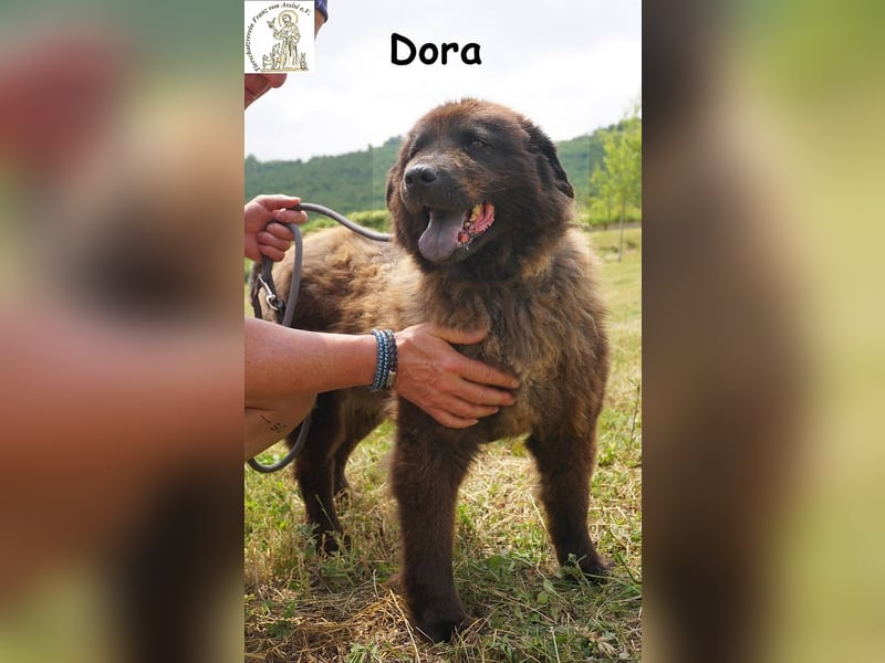 Dora – Eine Hündin fürs Leben!