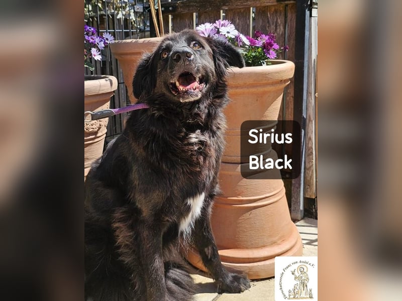 Sirius Black – Vier Pfoten, die einfach dazugehören wollen!