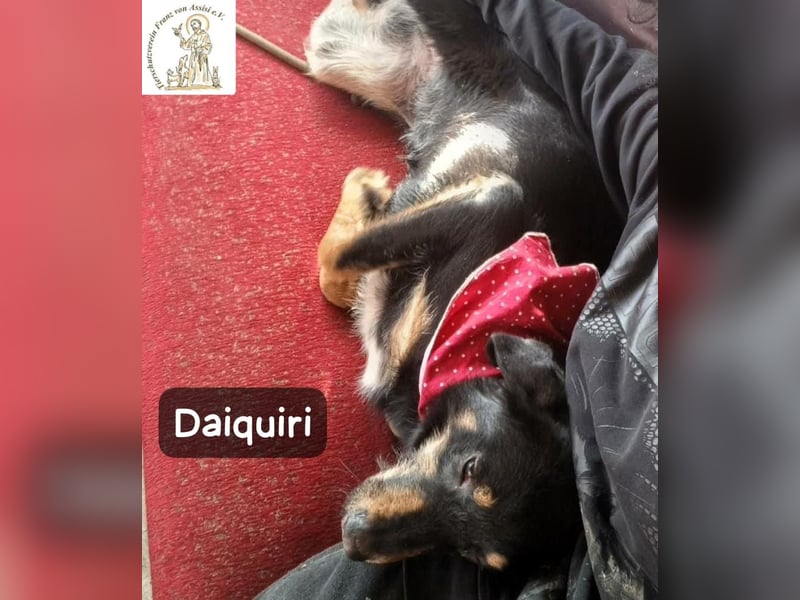 Daiquiri – die Welt wartet und sie mittendrin!