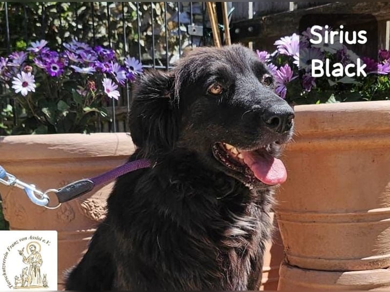 Sirius Black – Vier Pfoten, die einfach dazugehören wollen!