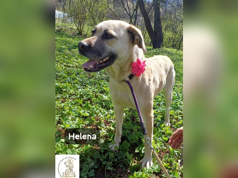 Helena – Schönheit mit Charakter und einem ganz besonderen Lächeln!