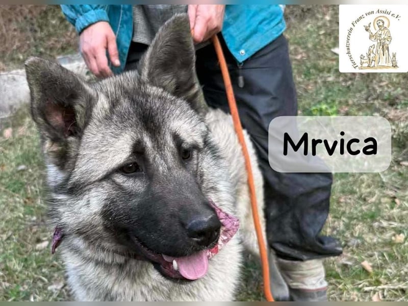 Mrvica – Schönheit mit Neugier auf das große Leben!