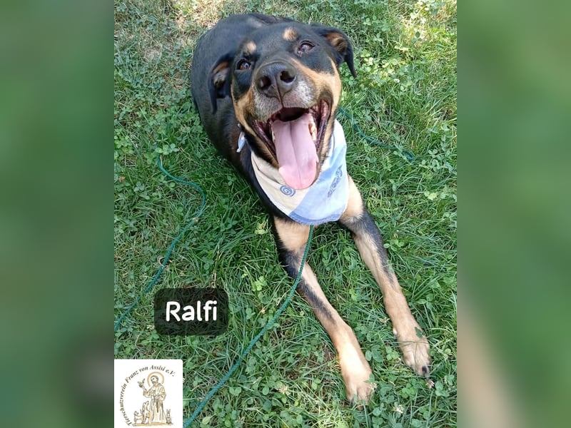 Ralfi – Für manche Hunde gibt es einfach nicht die richtigen Worte!