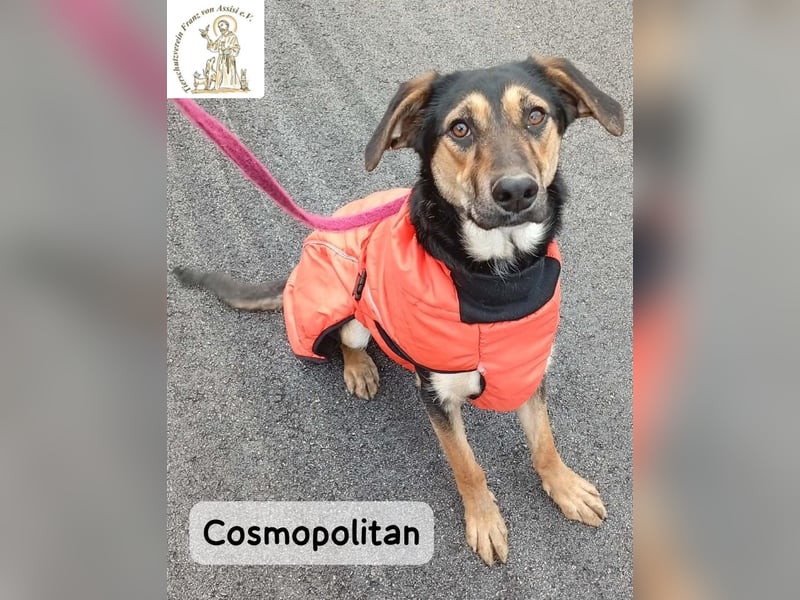 Cosmopolitan – am Anfang eines Weges, der gemeinsam entsteht!