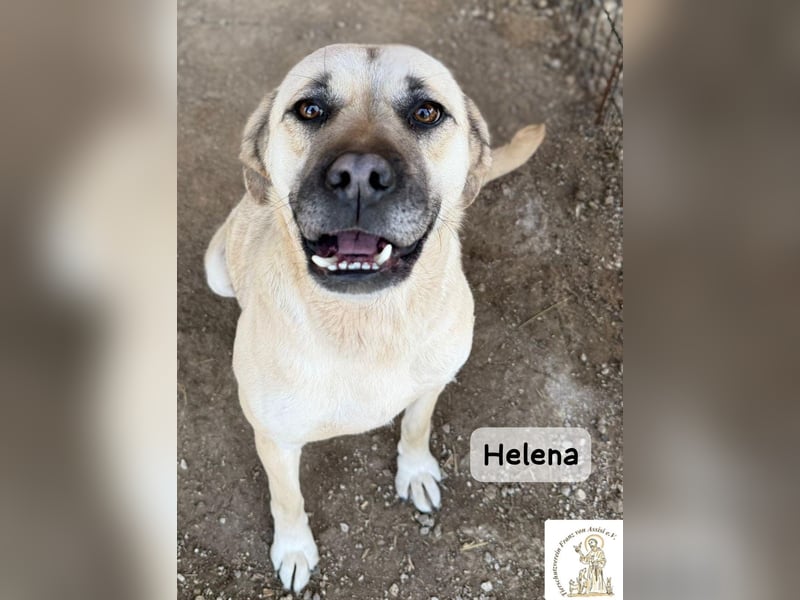 Helena – Schönheit mit Charakter und einem ganz besonderen Lächeln!