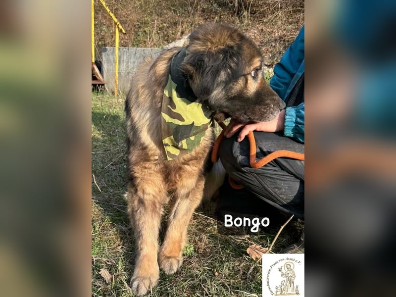 Bongo – der beste Mitbewohner für ruhige Sonnenstunden!
