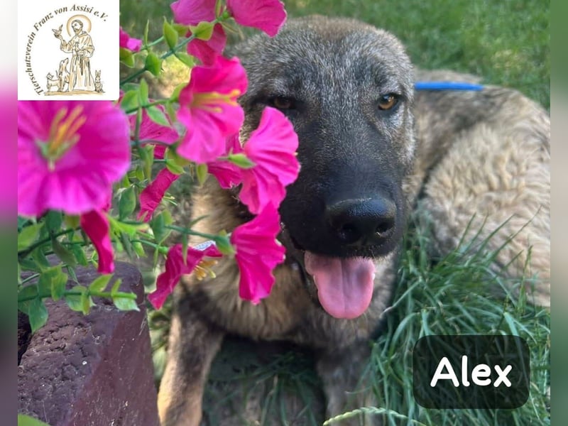 Alex – jetzt ist das Leben dran!