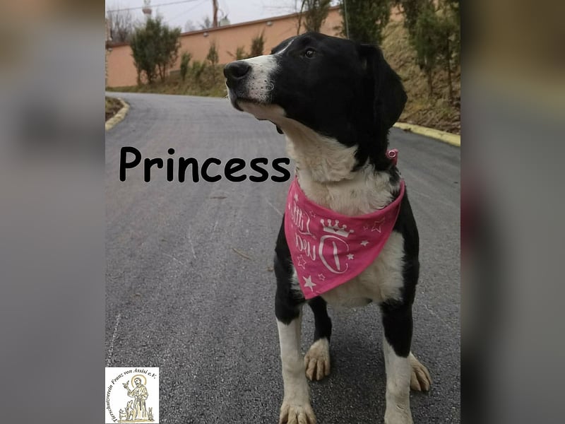 Princess – sucht kein Schloss, nur ein Herz, in dem sie wohnen darf!