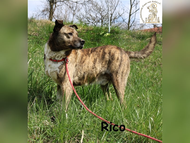 Rico alias der „Familienhund“