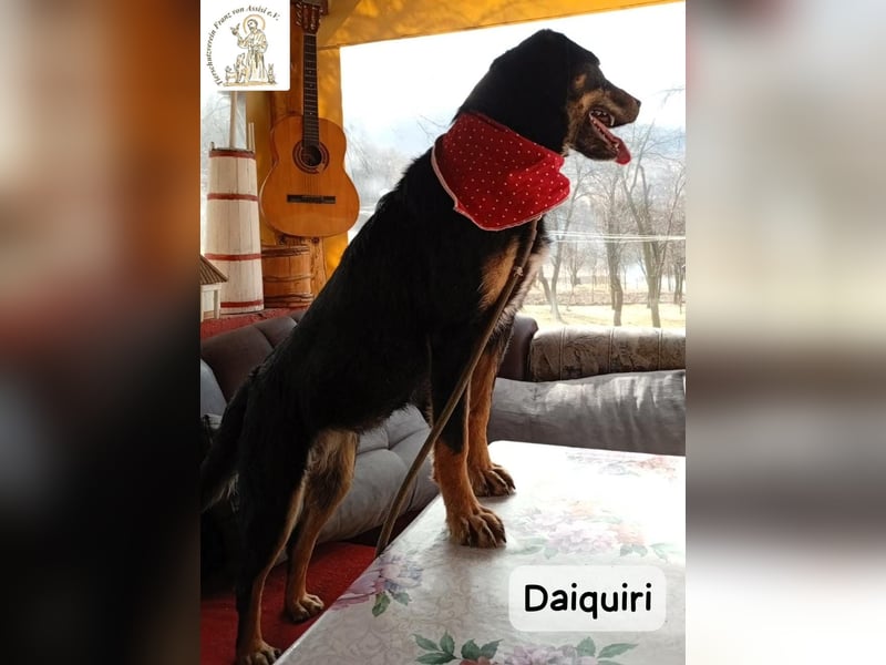 Daiquiri – die Welt wartet und sie mittendrin!