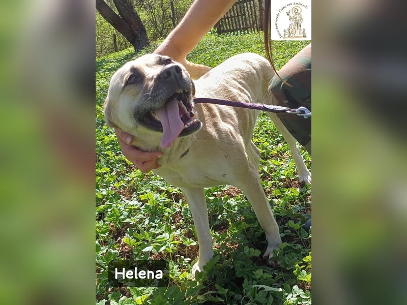 Helena – Schönheit mit Charakter und einem ganz besonderen Lächeln!