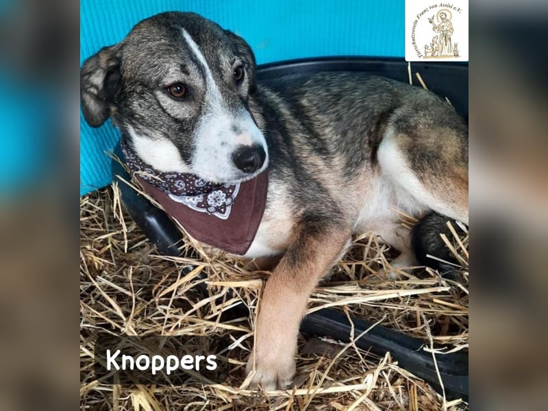 Knoppers – zuerst zurückhaltend, später zum Verlieben!