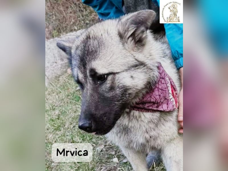 Mrvica – Schönheit mit Neugier auf das große Leben!