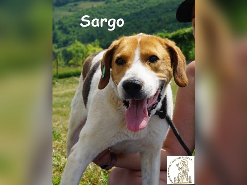 Sargo – stattlicher Kerl - sanft wie ein Schmetterling
