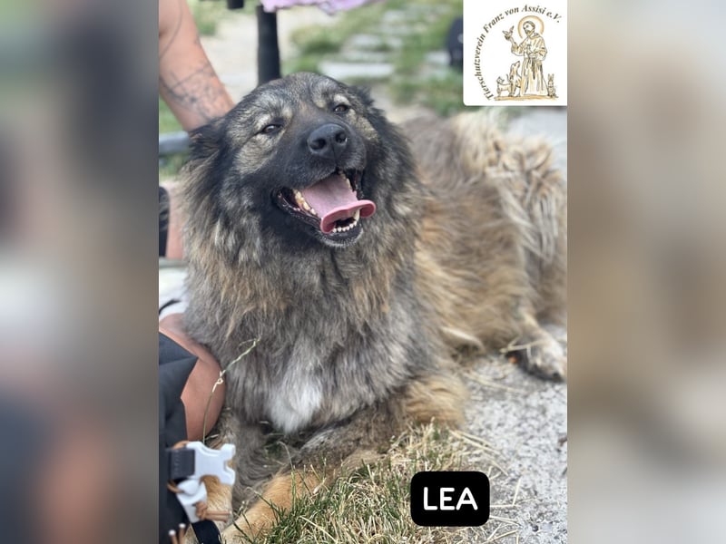 Lea – Ein Blick in ihr Gesicht – und du bist für immer verloren!