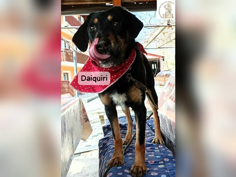 Daiquiri – die Welt wartet und sie mittendrin!