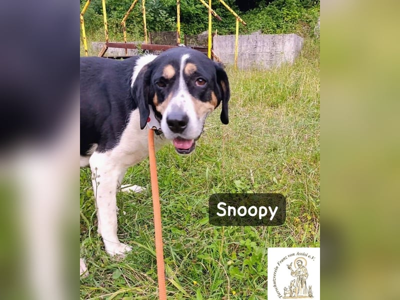 Snoopy – Charme trifft Persönlichkeit!