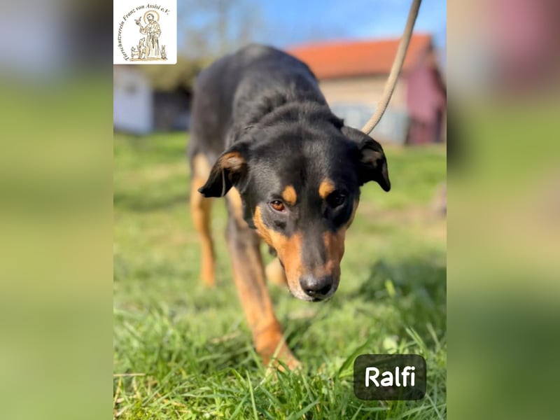 Ralfi – Für manche Hunde gibt es einfach nicht die richtigen Worte!