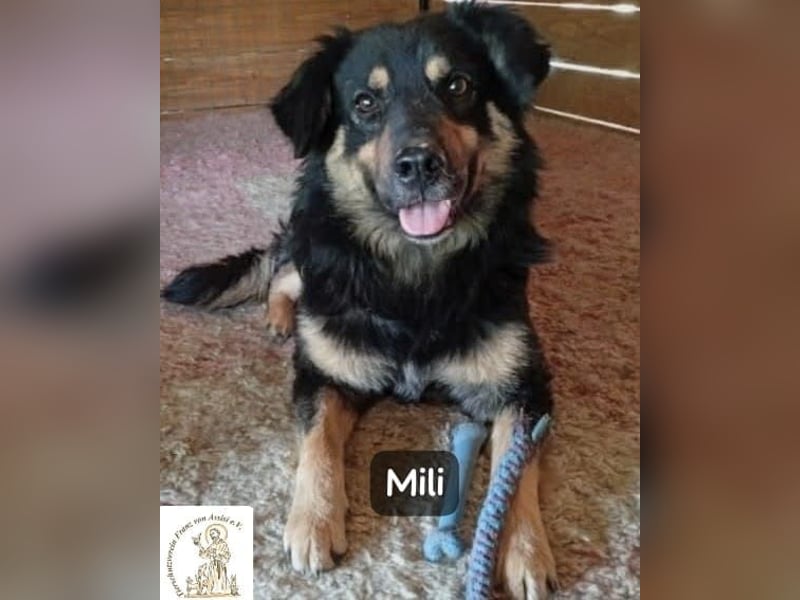 Mili – die perfekte Mischung aus Charme und Charakter!