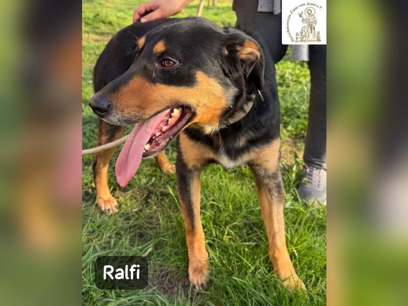 Ralfi – Für manche Hunde gibt es einfach nicht die richtigen Worte!