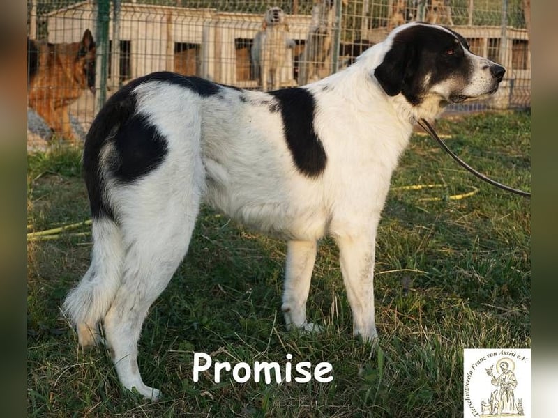 Promise – großes Mädchen mit viel Charme!