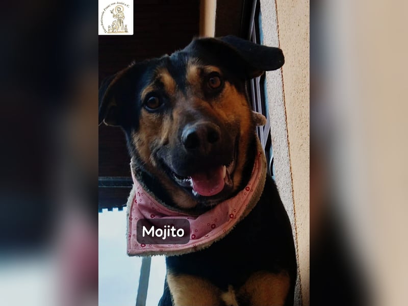 Mojito – neugierig auf alles, was da kommt!