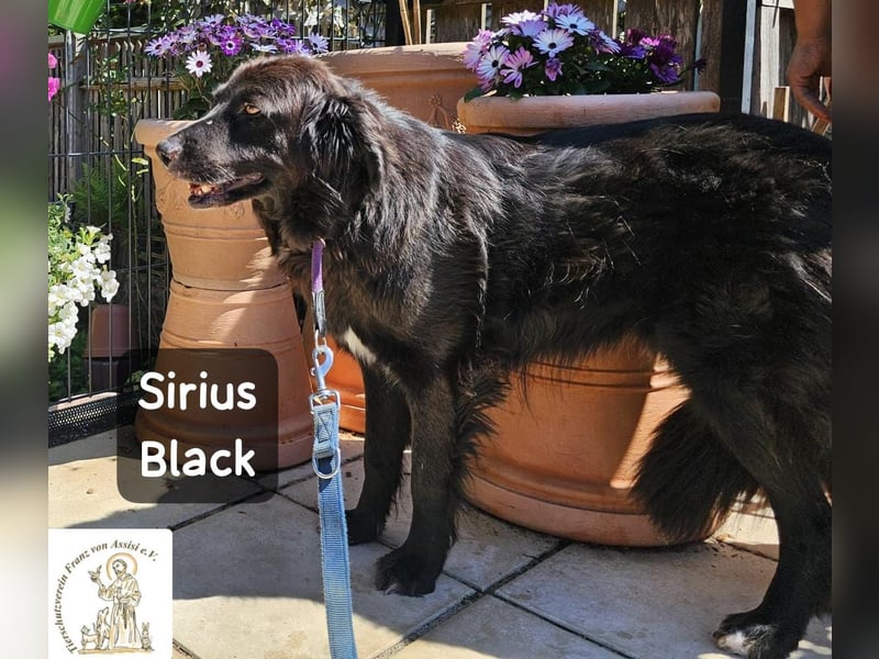 Sirius Black – Vier Pfoten, die einfach dazugehören wollen!