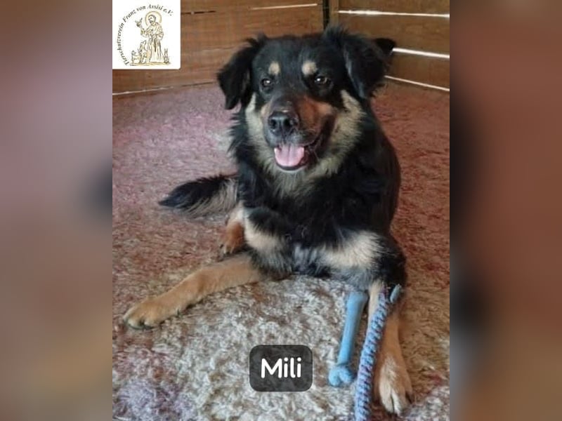 Mili – die perfekte Mischung aus Charme und Charakter!