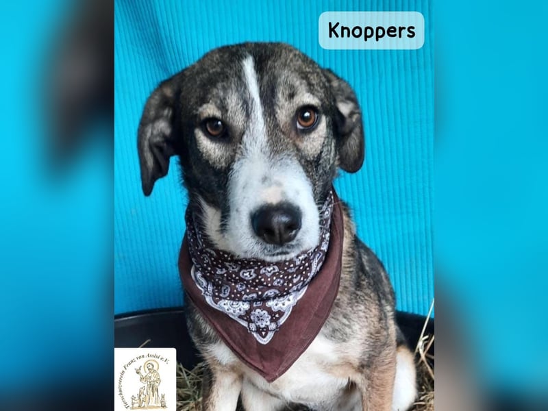 Knoppers – zuerst zurückhaltend, später zum Verlieben!
