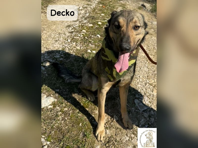 Decko – auf der Suche nach seinem Platz im Leben!